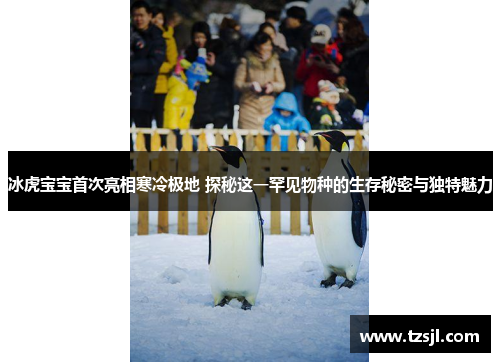 冰虎宝宝首次亮相寒冷极地 探秘这一罕见物种的生存秘密与独特魅力